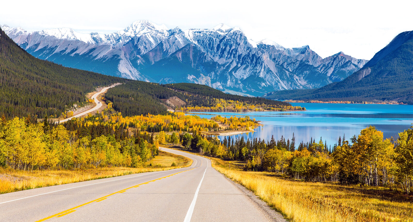 Asphalt highway leads to Abraham Lake in the Canadian Rockies. The yellow foliage of birches and aspens is mixed with green conifers. The first snow has already fallen on the peaks