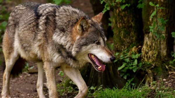 wolf